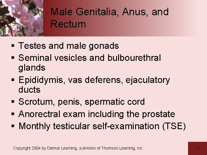 Male Genitalia, Anus, and Rectum § Testes and male gonads § Seminal vesicles and