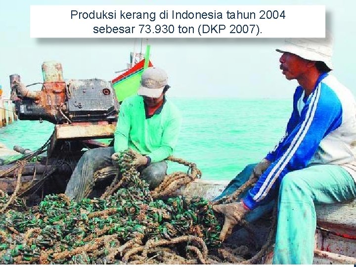 Produksi kerang di Indonesia tahun 2004 sebesar 73. 930 ton (DKP 2007). 