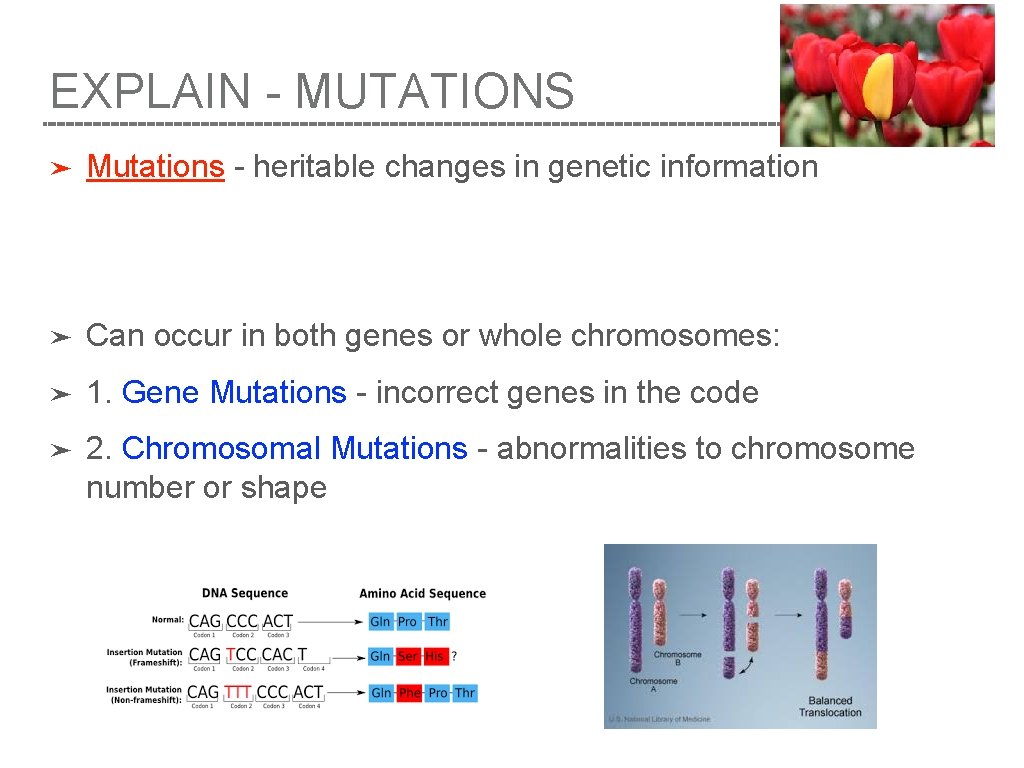 EXPLAIN - MUTATIONS ➤ Mutations - heritable changes in genetic information ➤ Can occur