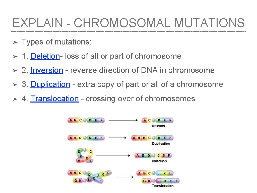 EXPLAIN - CHROMOSOMAL MUTATIONS ➤ Types of mutations: ➤ 1. Deletion- loss of all