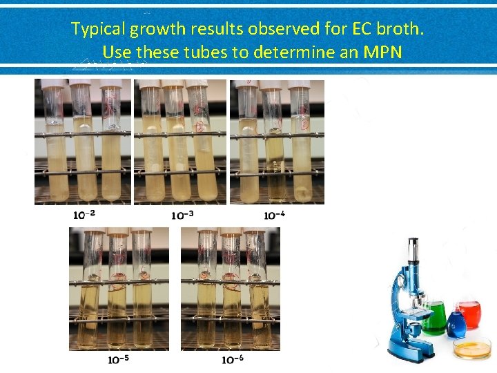 Typical growth results observed for EC broth. Use these tubes to determine an MPN