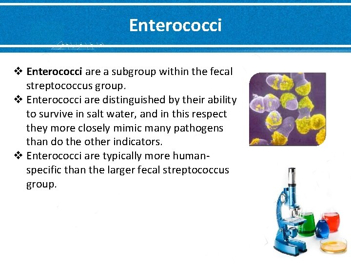 Enterococci v Enterococci are a subgroup within the fecal streptococcus group. v Enterococci are