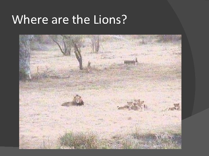 Where are the Lions? 
