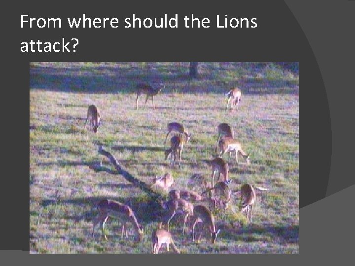 From where should the Lions attack? 