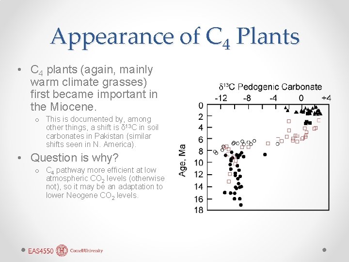 Appearance of C 4 Plants • C 4 plants (again, mainly warm climate grasses)