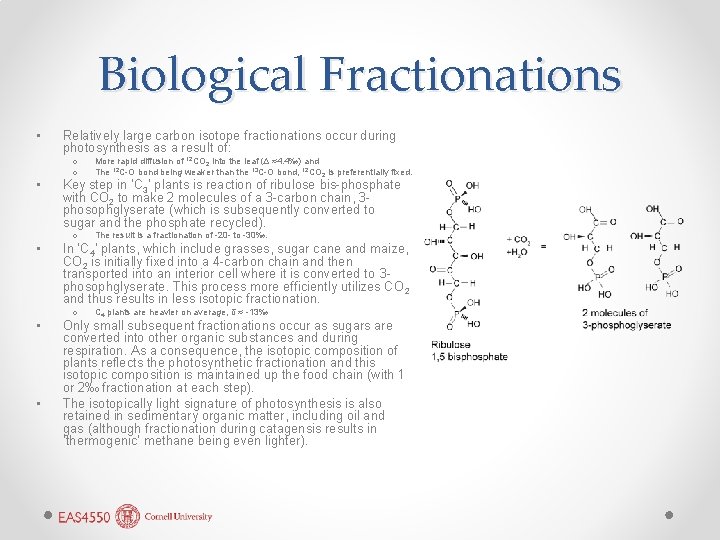 Biological Fractionations • • • Relatively large carbon isotope fractionations occur during photosynthesis as