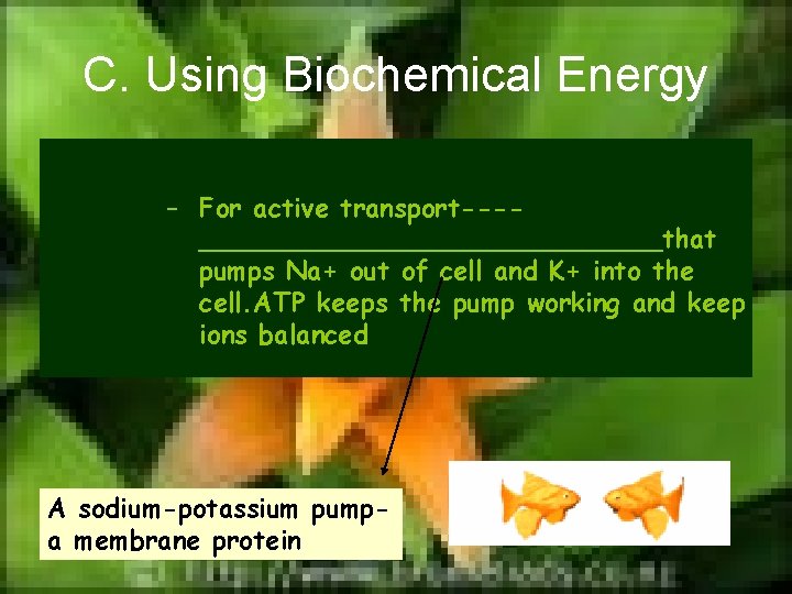 C. Using Biochemical Energy – For active transport---______________that pumps Na+ out of cell and