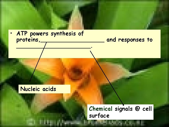  • ATP powers synthesis of proteins, _________ and responses to ___________. Nucleic acids