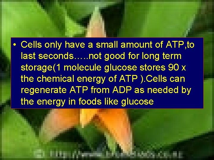  • Cells only have a small amount of ATP, to last seconds…. .