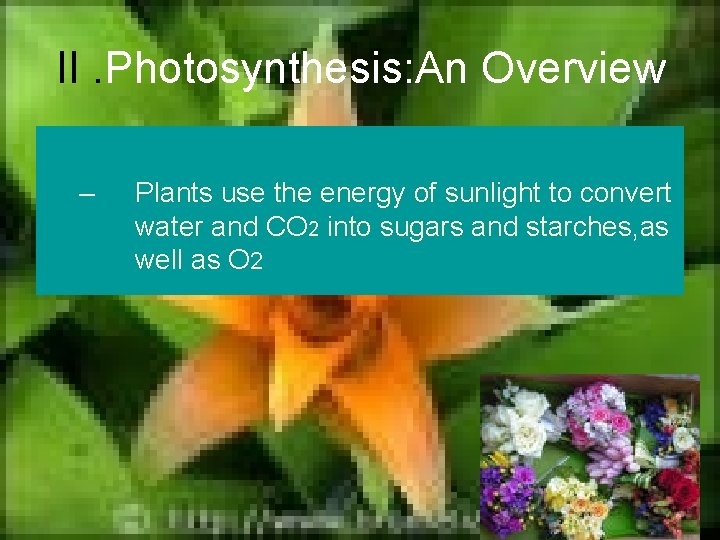II. Photosynthesis: An Overview – Plants use the energy of sunlight to convert water
