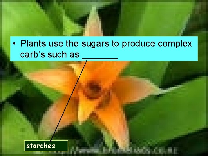  • Plants use the sugars to produce complex carb’s such as _______ starches