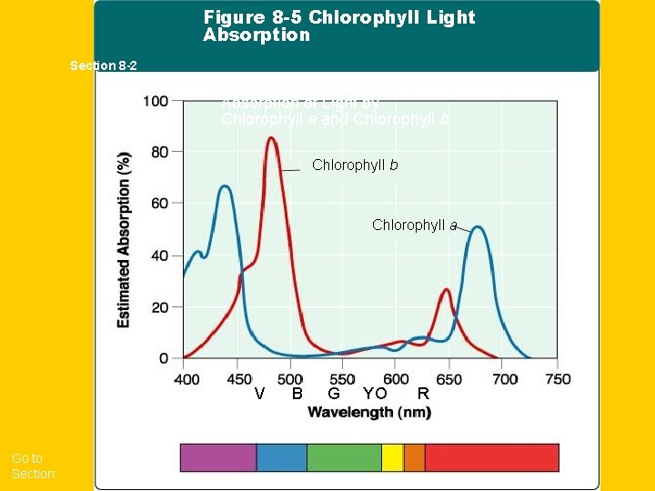 Figure 8 -5 Chlorophyll Light Absorption Section 8 -2 Absorption of Light by Chlorophyll