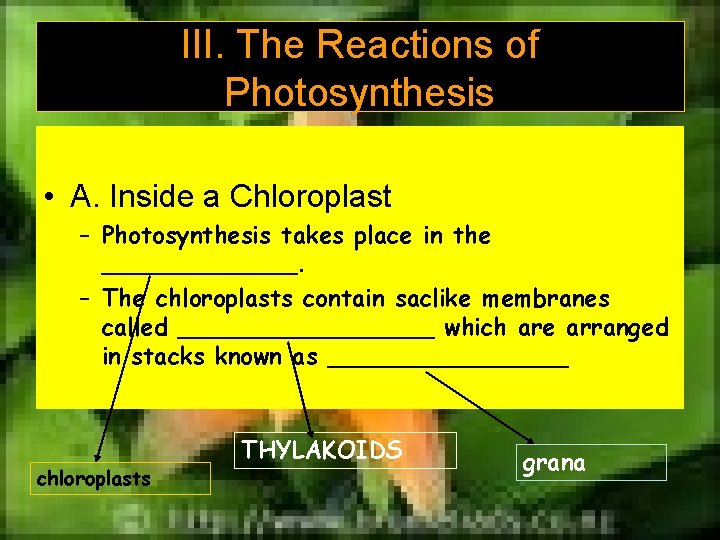 III. The Reactions of Photosynthesis • A. Inside a Chloroplast – Photosynthesis takes place