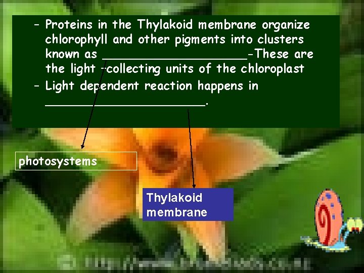 – Proteins in the Thylakoid membrane organize chlorophyll and other pigments into clusters known