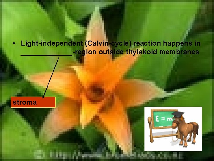  • Light-independent (Calvin-cycle) reaction happens in _______-region outside thylakoid membranes stroma 