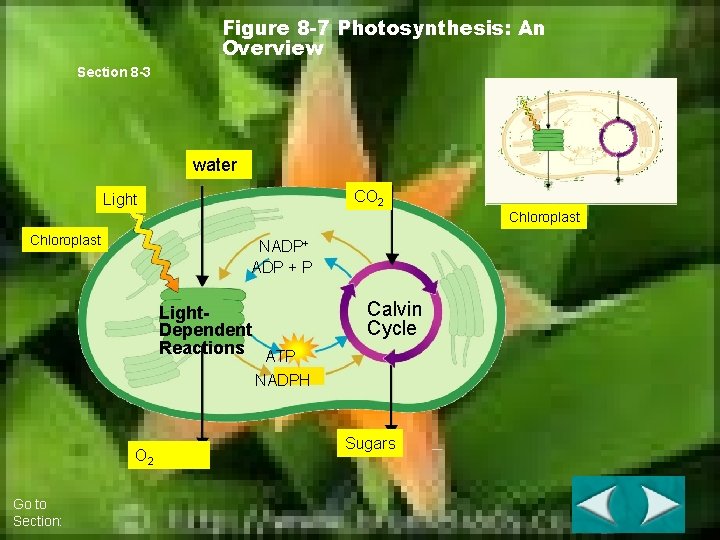 Figure 8 -7 Photosynthesis: An Overview Section 8 -3 water CO 2 Light Chloroplast