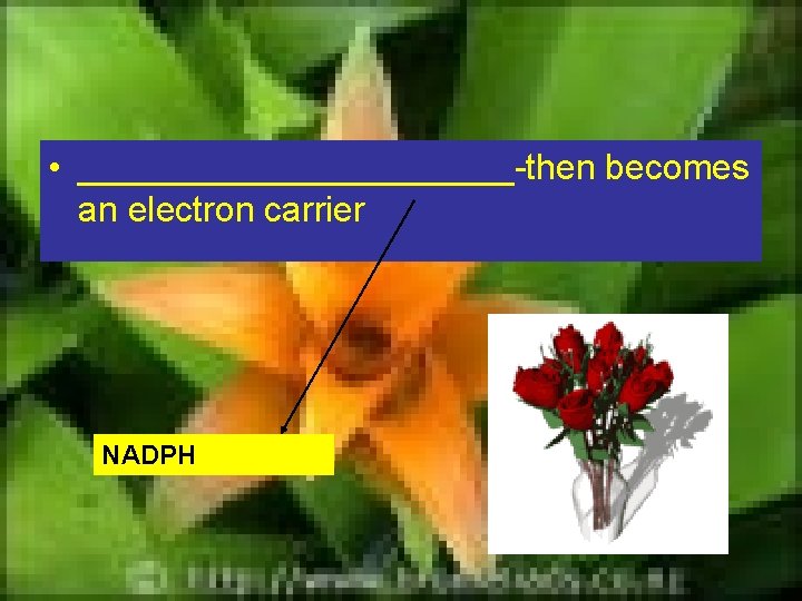  • ___________-then becomes an electron carrier NADPH 