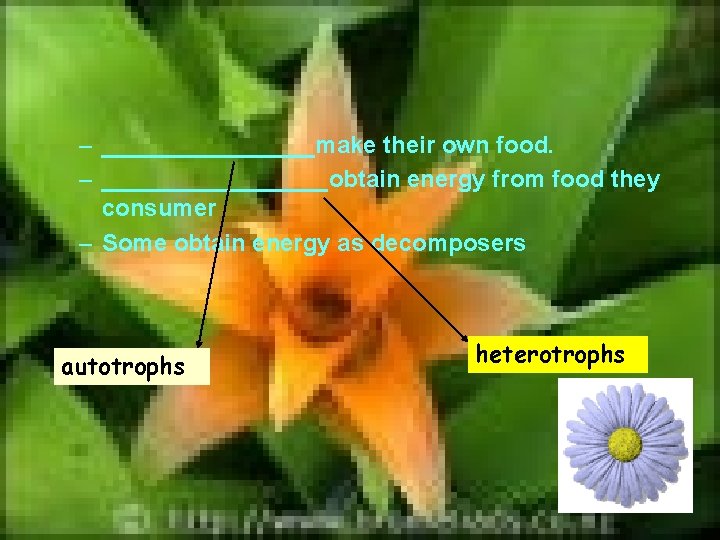 – ________make their own food. – _________obtain energy from food they consumer – Some