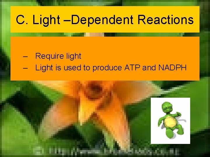 C. Light –Dependent Reactions – Require light – Light is used to produce ATP