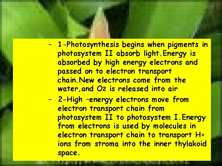 – 1 -Photosynthesis begins when pigments in photosystem II absorb light. Energy is absorbed