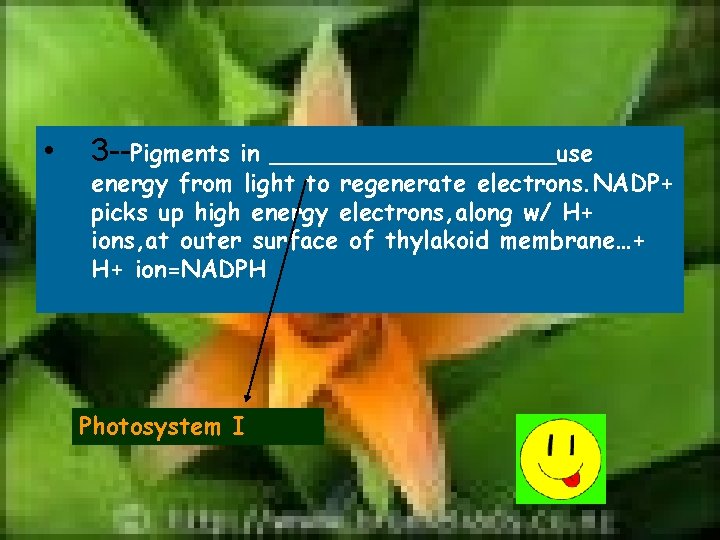  • 3 --Pigments in __________use energy from light to regenerate electrons. NADP+ picks