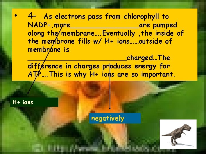  • 4 - As electrons pass from chlorophyll to NADP+, more________are pumped along