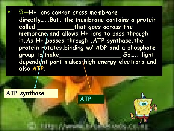  • 5 --H+ ions cannot cross membrane directly…. . But, the membrane contains