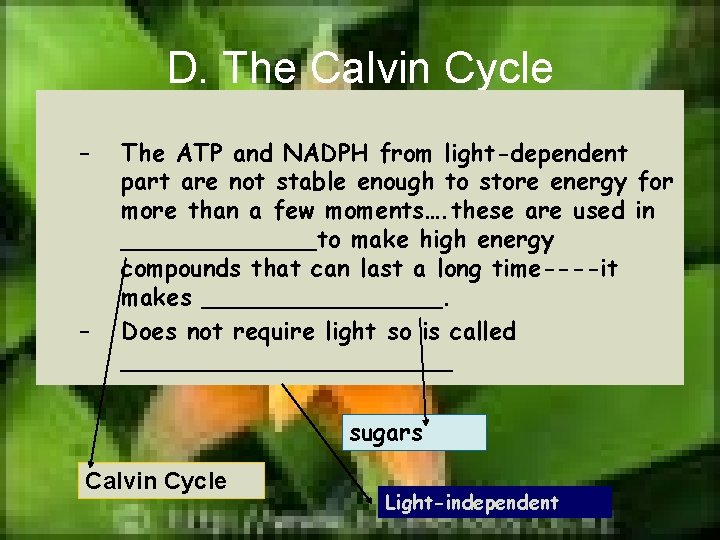 D. The Calvin Cycle – – The ATP and NADPH from light-dependent part are