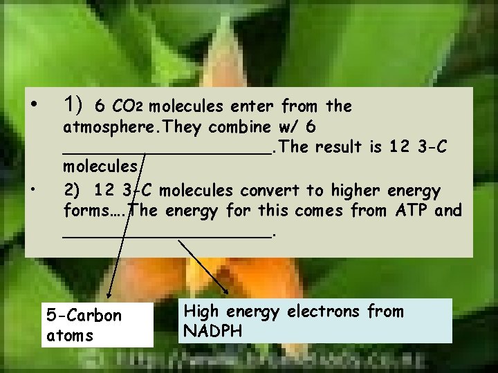  • • 1) 6 CO 2 molecules enter from the atmosphere. They combine