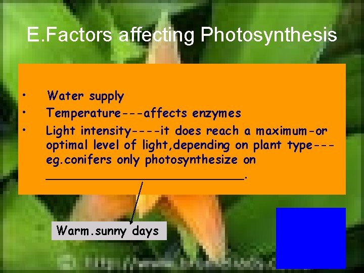 E. Factors affecting Photosynthesis • • • Water supply Temperature---affects enzymes Light intensity----it does