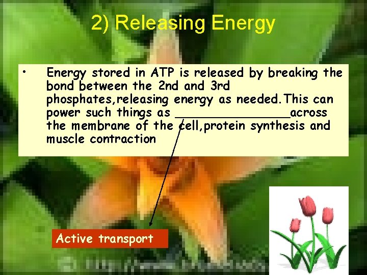 2) Releasing Energy • Energy stored in ATP is released by breaking the bond