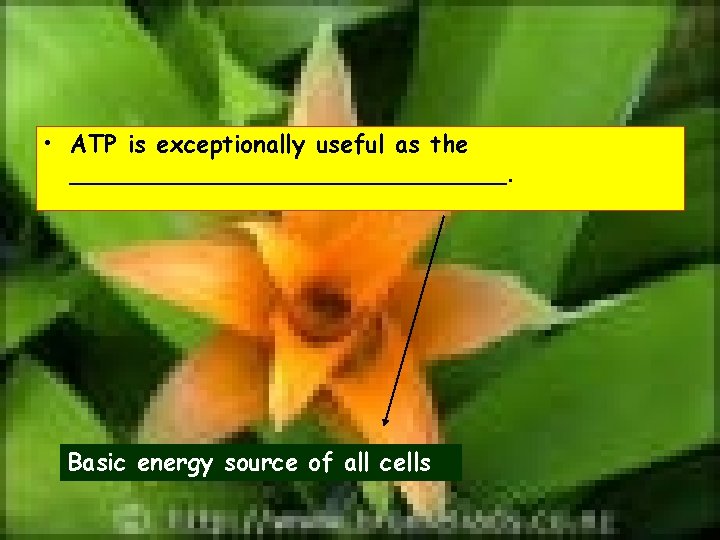  • ATP is exceptionally useful as the _______________. Basic energy source of all