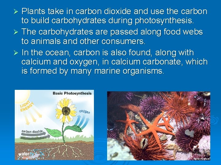 Plants take in carbon dioxide and use the carbon to build carbohydrates during photosynthesis.