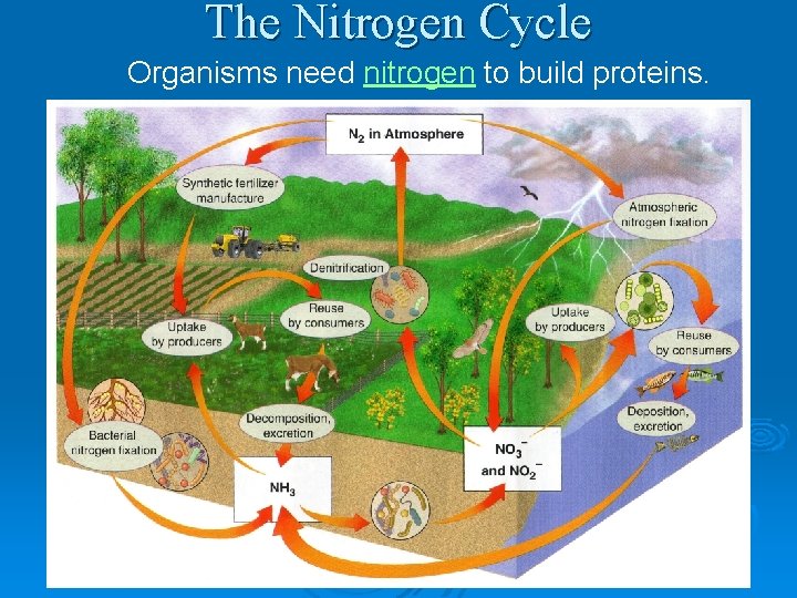 The Nitrogen Cycle Organisms need nitrogen to build proteins. 