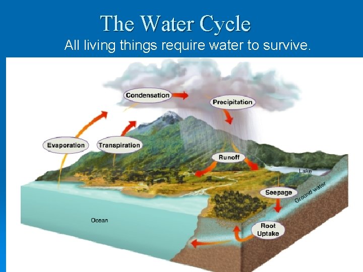 The Water Cycle All living things require water to survive. 