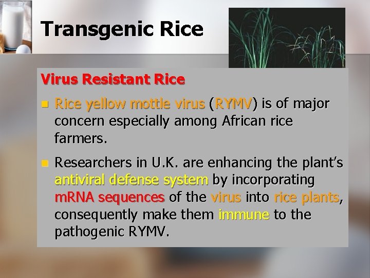 Transgenic Rice Virus Resistant Rice n Rice yellow mottle virus (RYMV) is of major