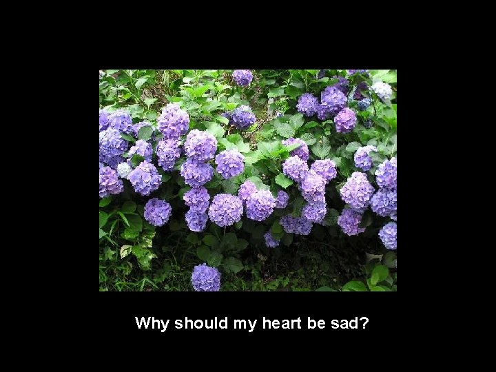 Why should my heart be sad? 