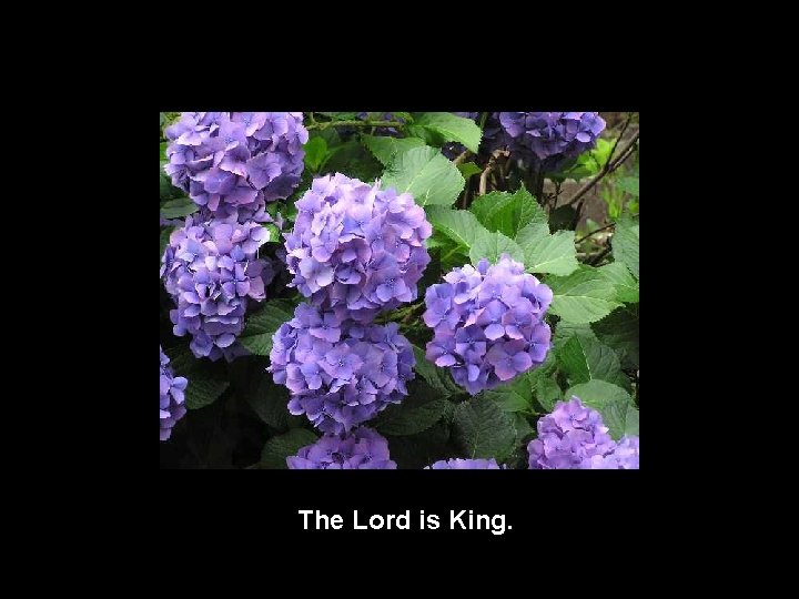 The Lord is King. 