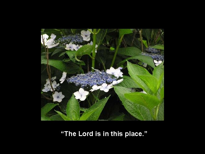 “The Lord is in this place. ” 