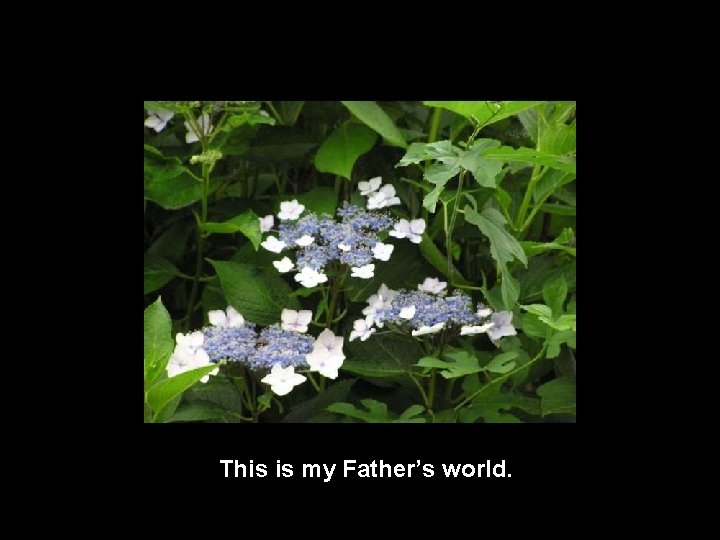 This is my Father’s world. 
