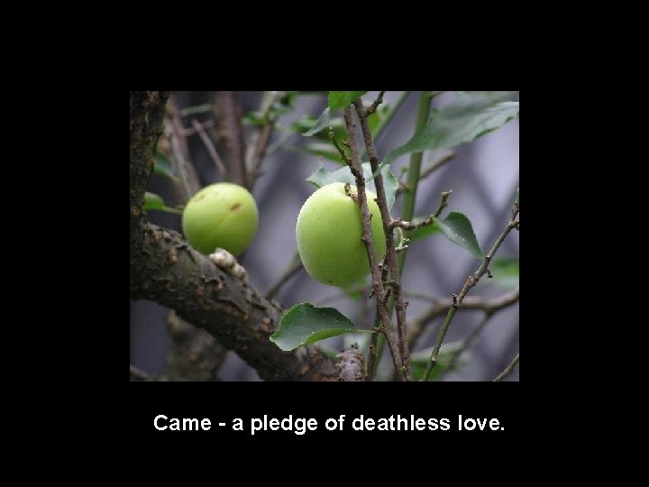 Came - a pledge of deathless love. 