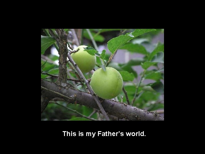 This is my Father’s world. 