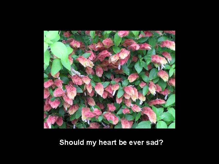Should my heart be ever sad? 