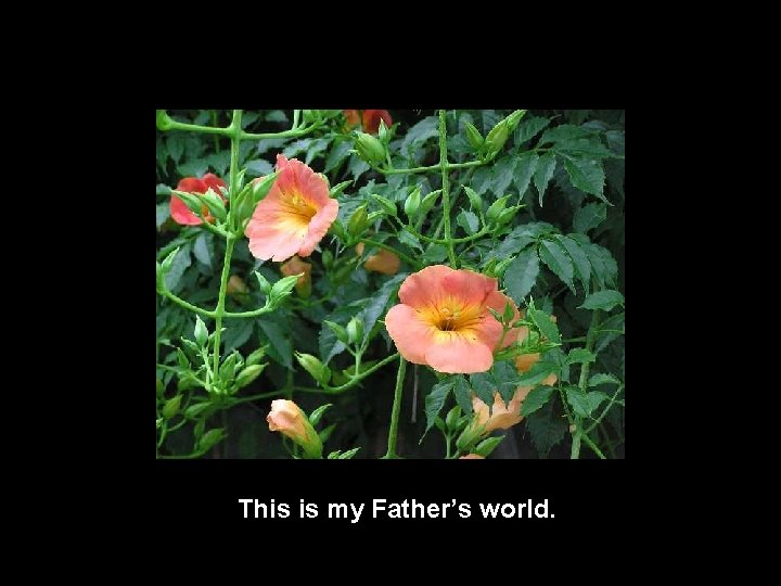 This is my Father’s world. 