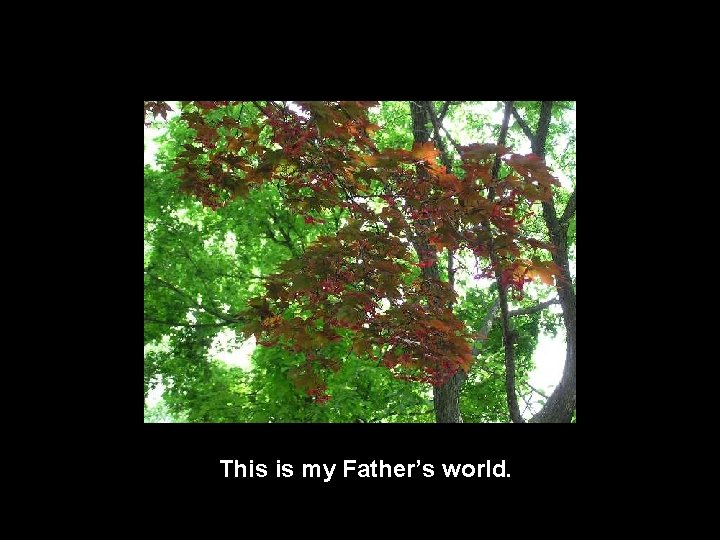 This is my Father’s world. 