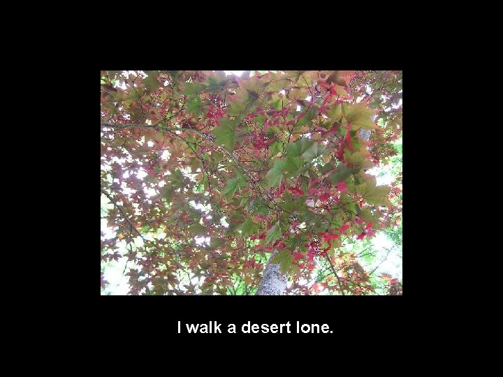 I walk a desert lone. 
