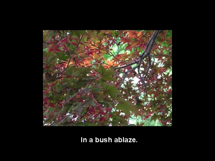 In a bush ablaze. 