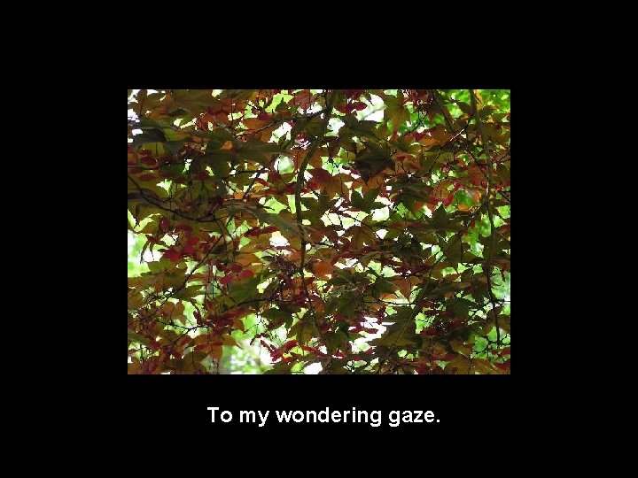 To my wondering gaze. 