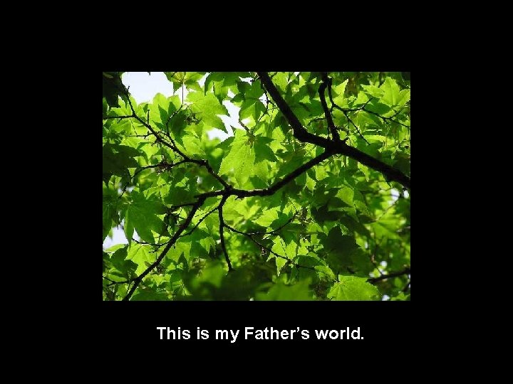 This is my Father’s world. 