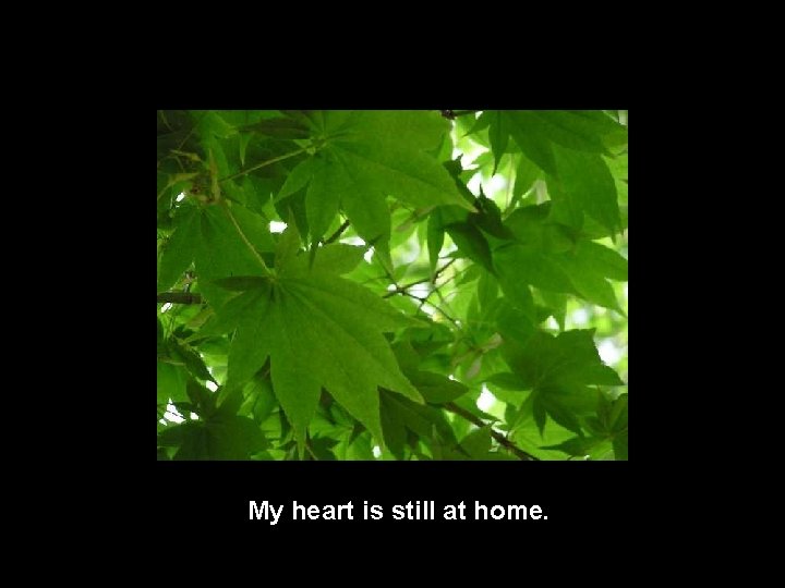 My heart is still at home. 
